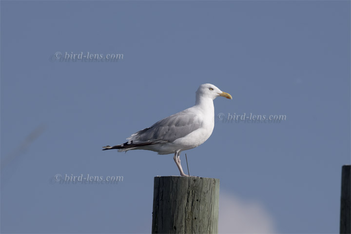 American Herring Gull